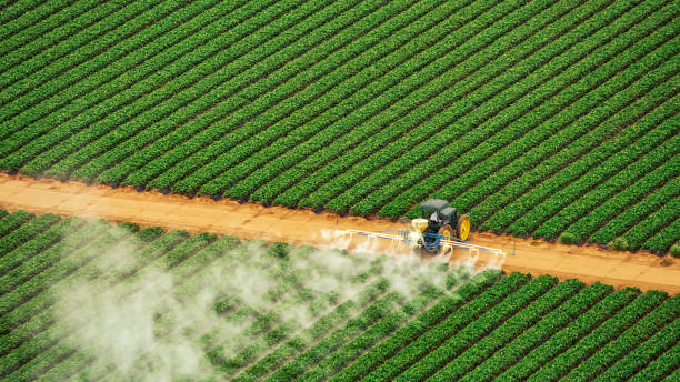 Wasp Removal Services in Kemmerer, WY